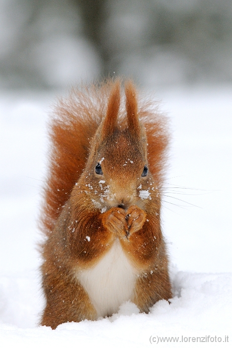 30761 Sciurus vulgaris (Scoiattolo rosso).jpg